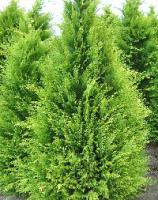 Кипарисовик горохоплодный Filifera aurea nana