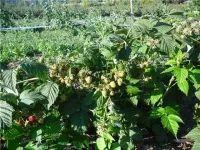 Саженцы малины Солнышко