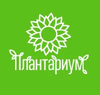 Саженцы Сосна кедровый стланник Дварф Блю