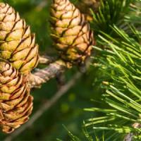 Сосна горная Pinus mugo Mughus C10 40-60