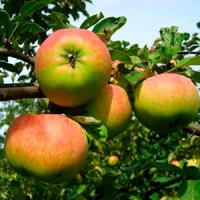 Облепиха Friesdorfer Orange (самоопыляющаяся) С5