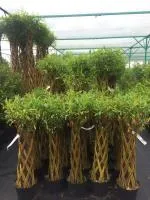 Датские корни (Ива прутовидная) 60 см