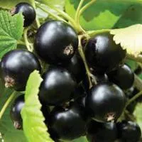 Саженцы смородины черной Добрыня