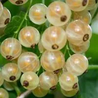 Саженцы смородины белой Уральская