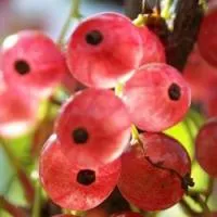 Саженцы смородины Голландская розовая