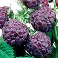 Саженцы малины Глен Кое