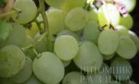 Саженцы винограда АГРУС БЕЛЫЙ