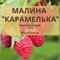 Малина ремонтантная Карамелька, Vip С3