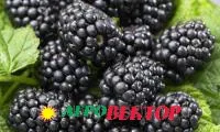 Саженцы ежевики сорт Валдо