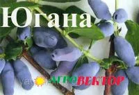 Саженцы жимолости сорт Югана