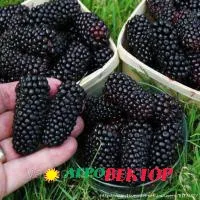 Саженцы ежевики Карака Блэк