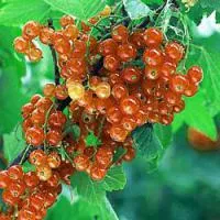 Саженцы смородины красной Крыничка