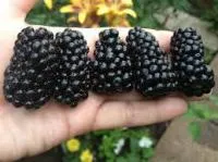 Саженцы ежевики Натчез