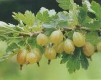 Саженцы крыжовника