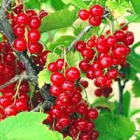 Саженцы смородины Ненаглядная