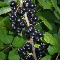 Саженцы смородины черной Атлант