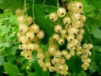 Саженцы смородины Белая Фея
