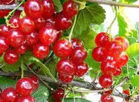Саженцы смородины Уральская красавица