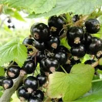 Саженцы смородины Селеченская