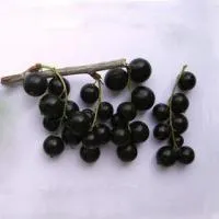 Саженцы смородины черной
