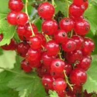 Саженцы смородины Голландская красная