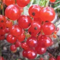 Саженцы смородины Лучезарная