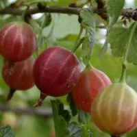 Саженцы крыжовника Бесшипый