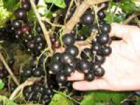 Саженцы смородины черной Читканка