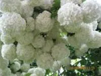 Саженцы калины Бульденеж