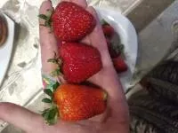 Клубника сорт Элиане