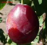 Саженцы сливы