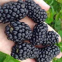 Ежевика Прайм арк Фридом