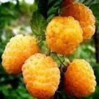 Малина желтый гигант