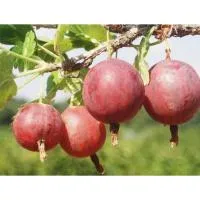 Крыжовник Ленинградский Великан, Возраст саженцев Двухлетние