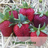 Саженцы земляники. Ранние сорта