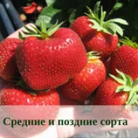 Саженцы земляники. С редние и поздние сорта