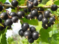 Саженцы смородины черной Дар Смольяниновой