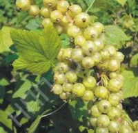 Саженцы смородины белой