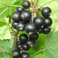 Саженцы смородины черной