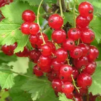 Саженцы смородины красной Натали