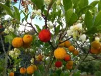 Земляничное дерево или Arbutus unedo