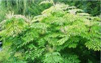 Аралия маньчжурская Aralia mandshurica