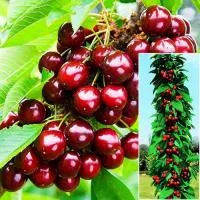 Черешня Колоновидная сорт Сем