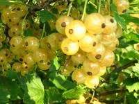 Смородина сорт белая Урожайная