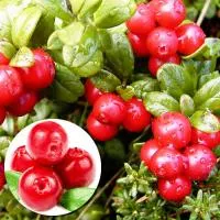 Клюква садовая сорт Ред Стар Red Star