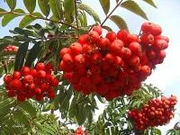 Рябина обыкновенная сорт Бусинка