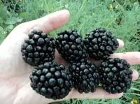 Ежевика сорт Киова