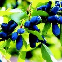 Жимолость Лазурная