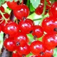Саженцы смородины красной Вика