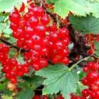 Саженцы смородины красной Ася